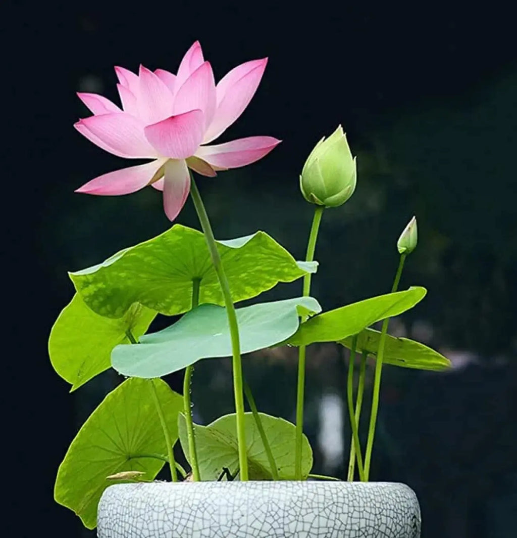 Grow Your Own Oasis: 10 Colorful Bonsai Bowl Lotus Seeds for Stunning Water Lilies! 🌸💧🌿