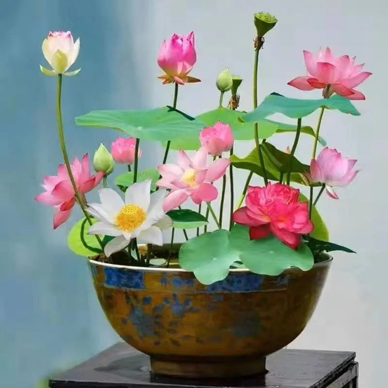 Grow Your Own Oasis: 10 Colorful Bonsai Bowl Lotus Seeds for Stunning Water Lilies! 🌸💧🌿