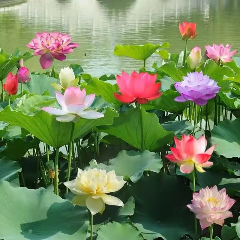 Grow Your Own Oasis: 10 Colorful Bonsai Bowl Lotus Seeds for Stunning Water Lilies! 🌸💧🌿