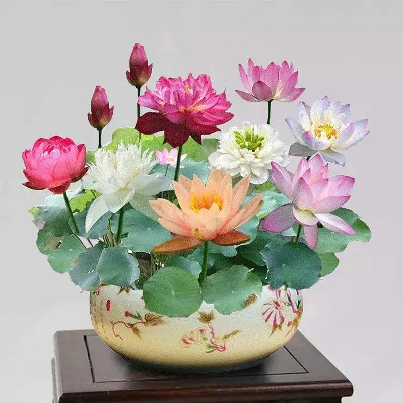Grow Your Own Oasis: 10 Colorful Bonsai Bowl Lotus Seeds for Stunning Water Lilies! 🌸💧🌿