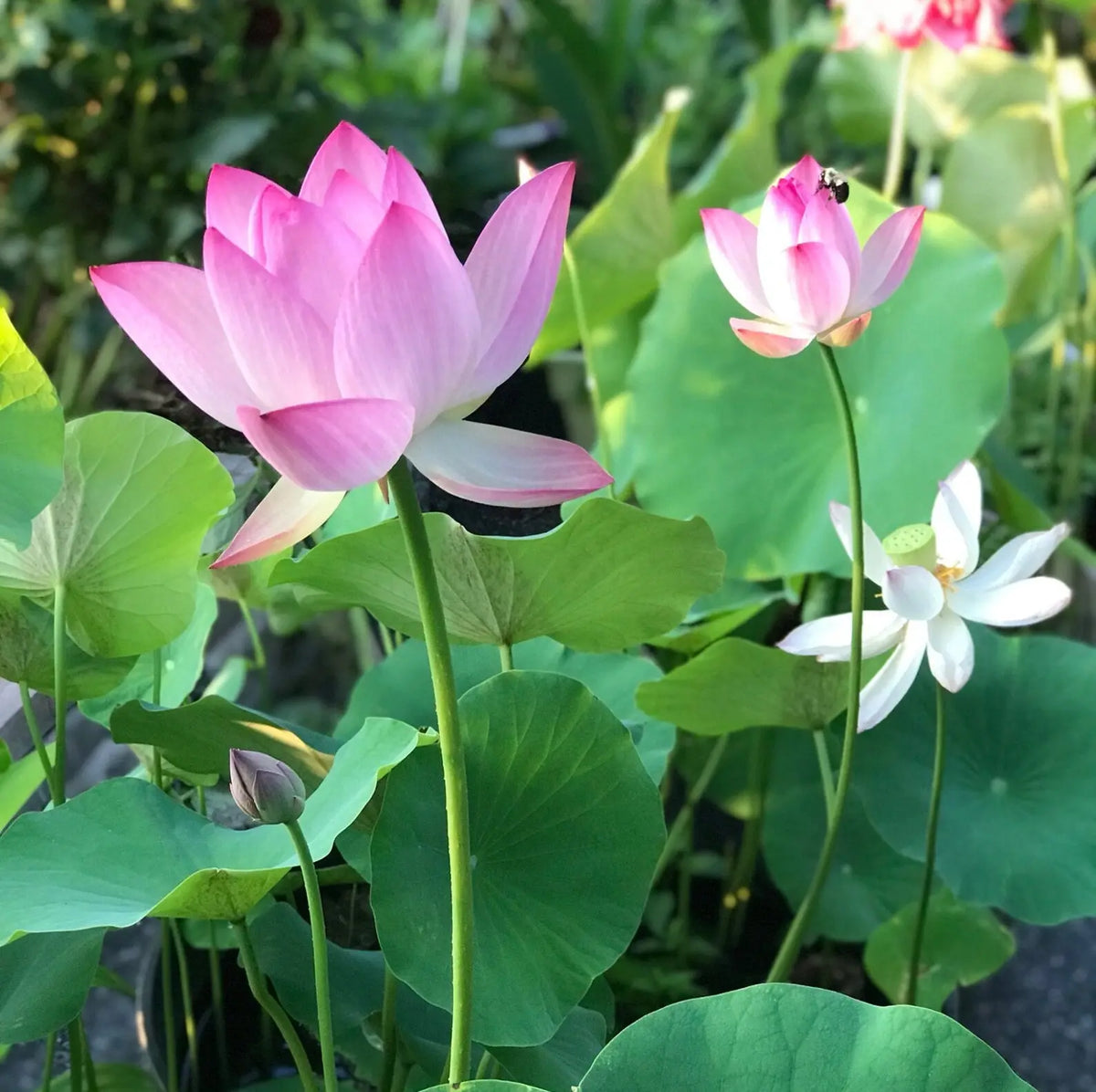 Grow Your Own Oasis: 10 Colorful Bonsai Bowl Lotus Seeds for Stunning Water Lilies! 🌸💧🌿